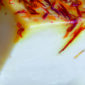 sussex-blossom-organic-closeup