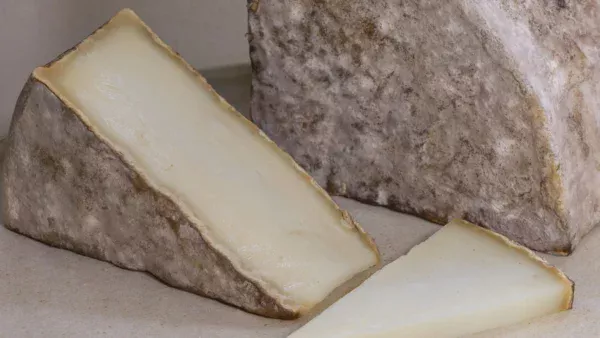 southdowns-tomme-closeup-1 southdowns-tomme-closeup-1